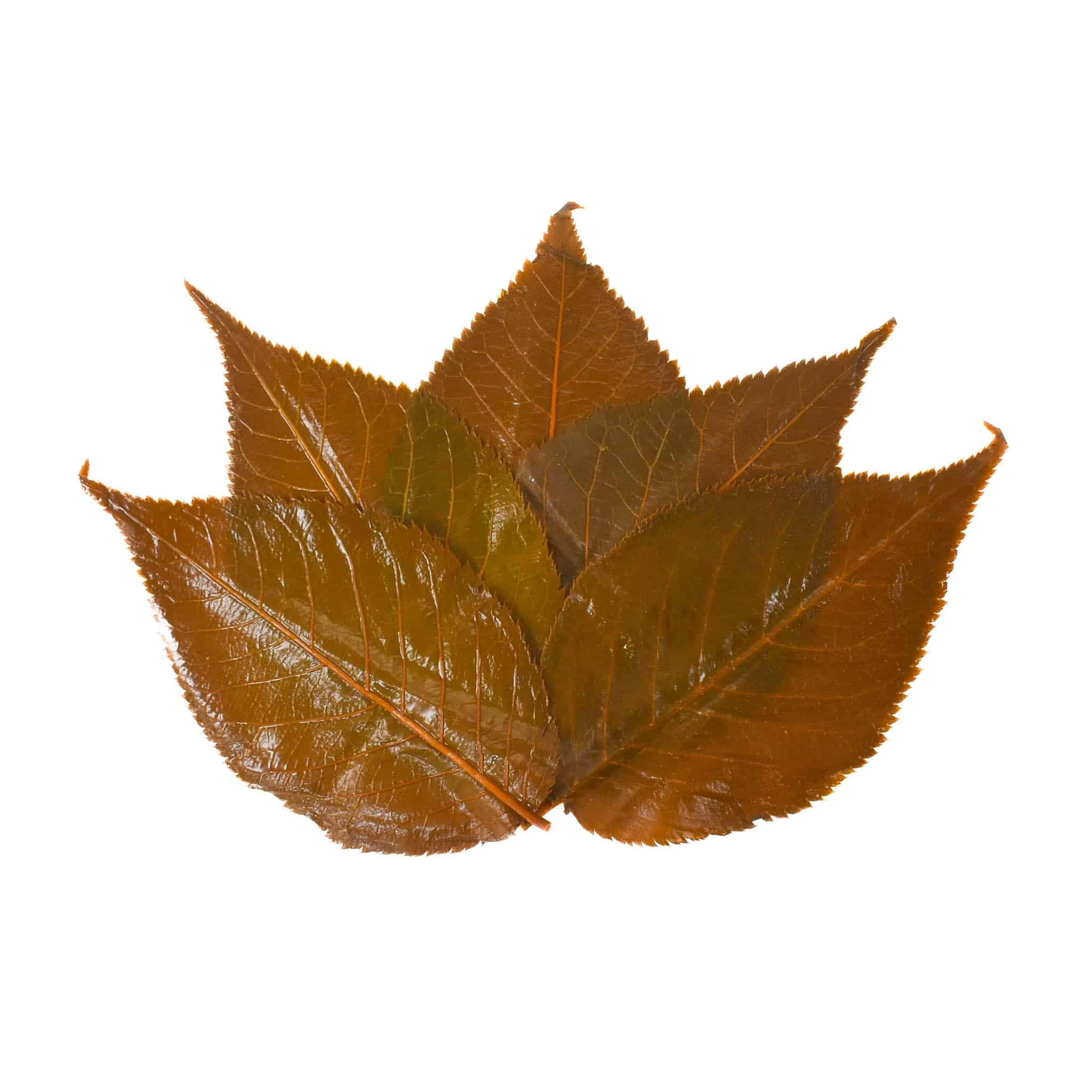 Salted Sakura Leaves X 50 1 Salted Sakura Leaves X 50