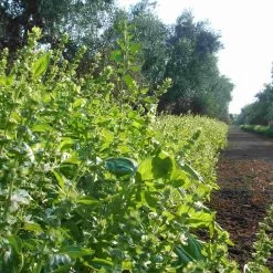 Galantino Puglian Olive Oil With Basil In Terracotta Bottle 250ml 10 Galantino Puglian Olive Oil With Basil In Terracotta Bottle 250ml -Sous Chef Kitchenware basil1