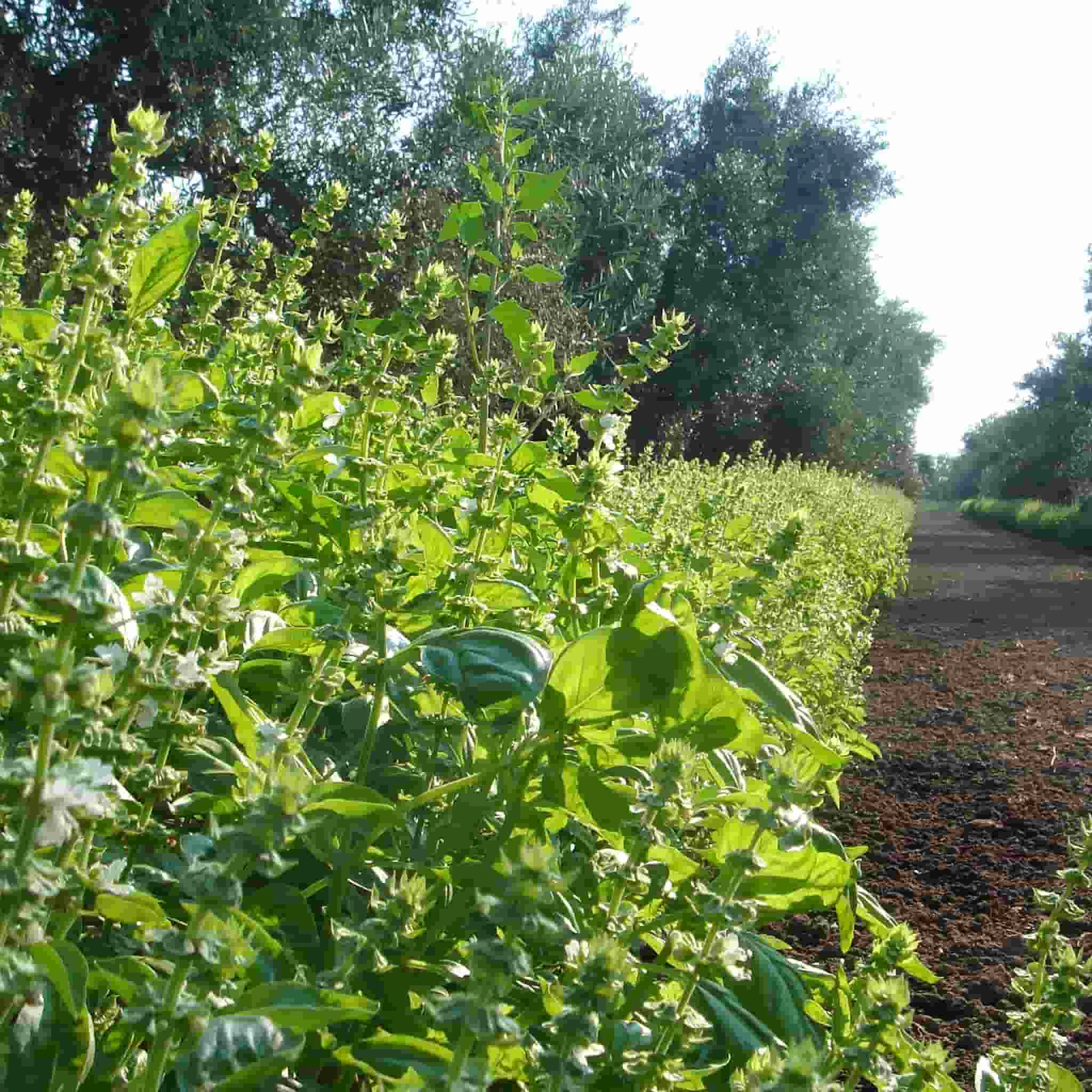 Galantino Puglian Olive Oil With Basil In Terracotta Bottle 250ml 3 Galantino Puglian Olive Oil With Basil In Terracotta Bottle 250ml - Image 3