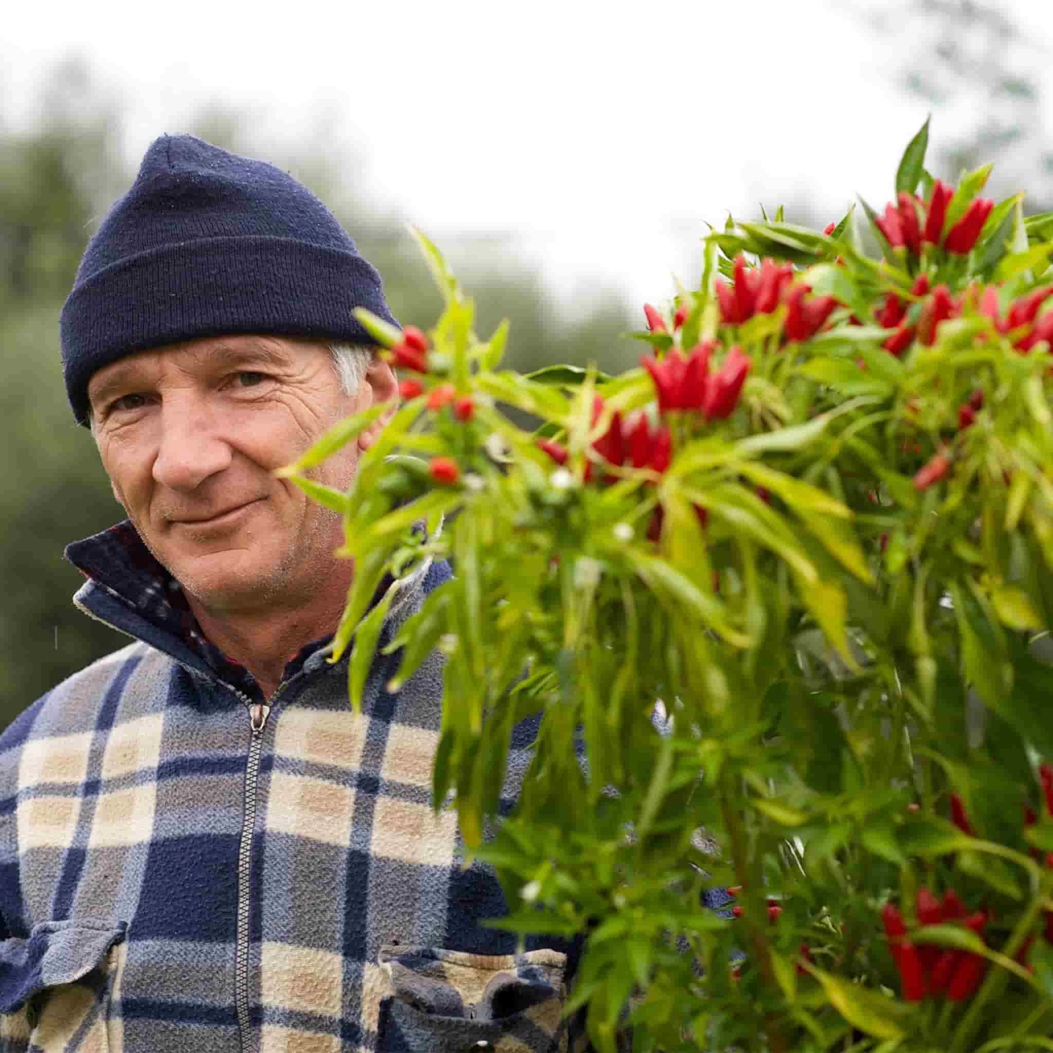 Galantino Puglian Olive Oil With Chilli In Terracotta Bottle 250ml 6 Galantino Puglian Olive Oil With Chilli In Terracotta Bottle 250ml - Image 6