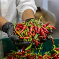 Galantino Puglian Olive Oil With Chilli In Terracotta Bottle 250ml 12 Galantino Puglian Olive Oil With Chilli In Terracotta Bottle 250ml -Sous Chef Kitchenware chillioliveoil3