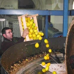 Galantino Puglian Olive Oil With Lemon In Terracotta Bottle 250ml 11 Galantino Puglian Olive Oil With Lemon In Terracotta Bottle 250ml -Sous Chef Kitchenware lemon1