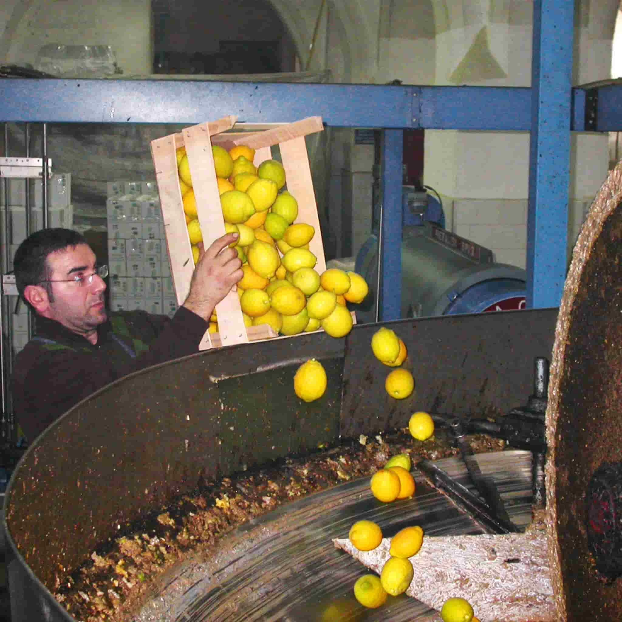 Galantino Puglian Olive Oil With Lemon In Terracotta Bottle 250ml 4 Galantino Puglian Olive Oil With Lemon In Terracotta Bottle 250ml - Image 4