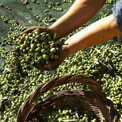 Galantino Puglian Extra Virgin Olive Oil In Amphora Bottle 500ml 12 Galantino Puglian Extra Virgin Olive Oil In Amphora Bottle 500ml -Sous Chef Kitchenware oliveoil1 e53add24 3bae 4b64 b928 e63d13796faf