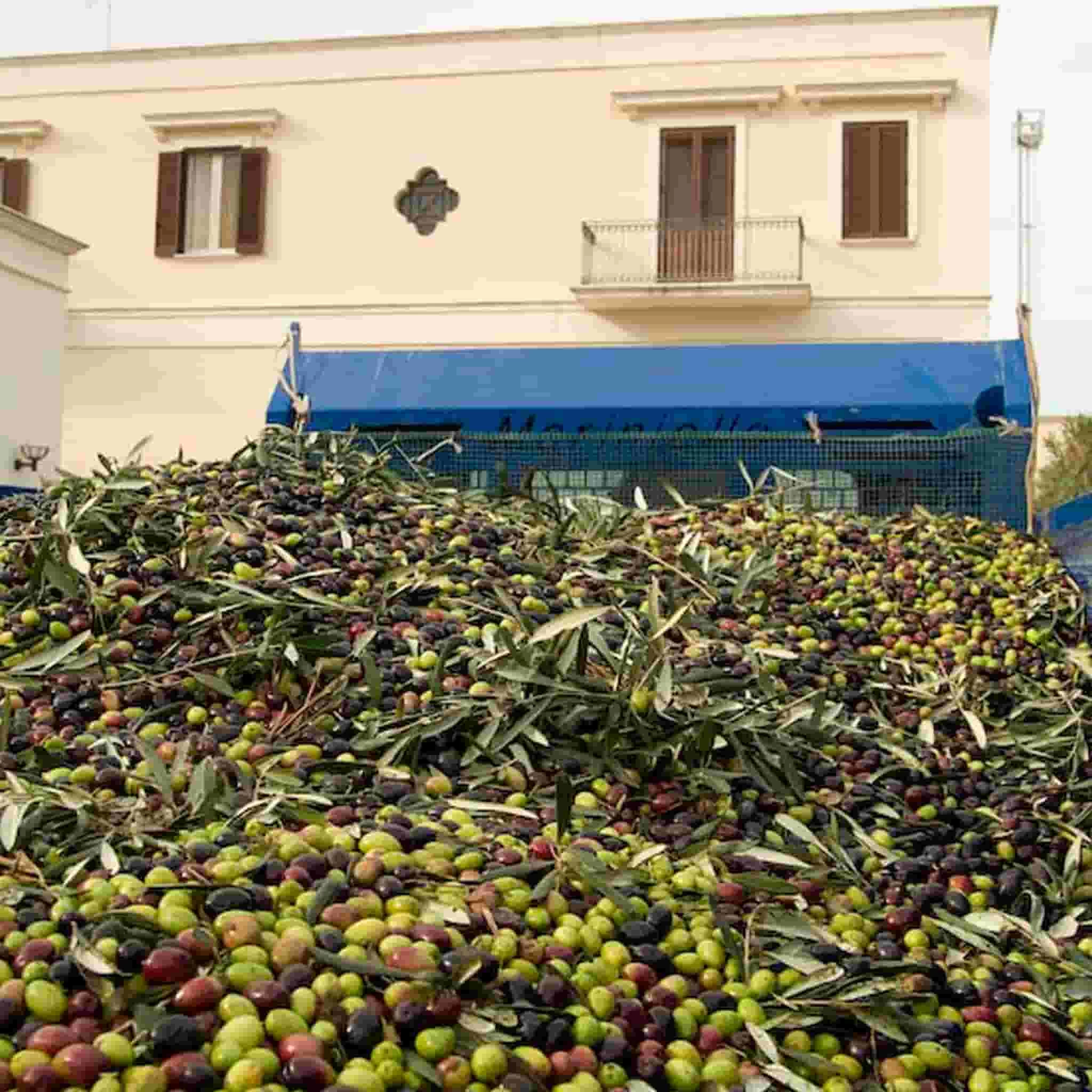 Galantino Fruttato Medio Extra Virgin Olive Oil 500ml 4 Galantino Fruttato Medio Extra Virgin Olive Oil 500ml - Image 4