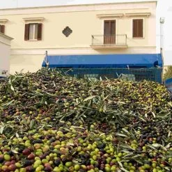 Galantino Puglian Extra Virgin Olive Oil In Amphora Bottle 500ml 11 Galantino Puglian Extra Virgin Olive Oil In Amphora Bottle 500ml -Sous Chef Kitchenware oliveoil2 fa5cf41b 7fef 426c a088 c82f37dd94b5