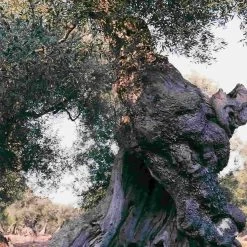 Galantino Puglian Extra Virgin Olive Oil In Rainbow Striped Ceramic Bottle 500ml 7 Galantino Puglian Extra Virgin Olive Oil In Rainbow Striped Ceramic Bottle 500ml -Sous Chef Kitchenware oliveoil3 a388e8d9 5737 48b6 b62e a74a211bcf2e