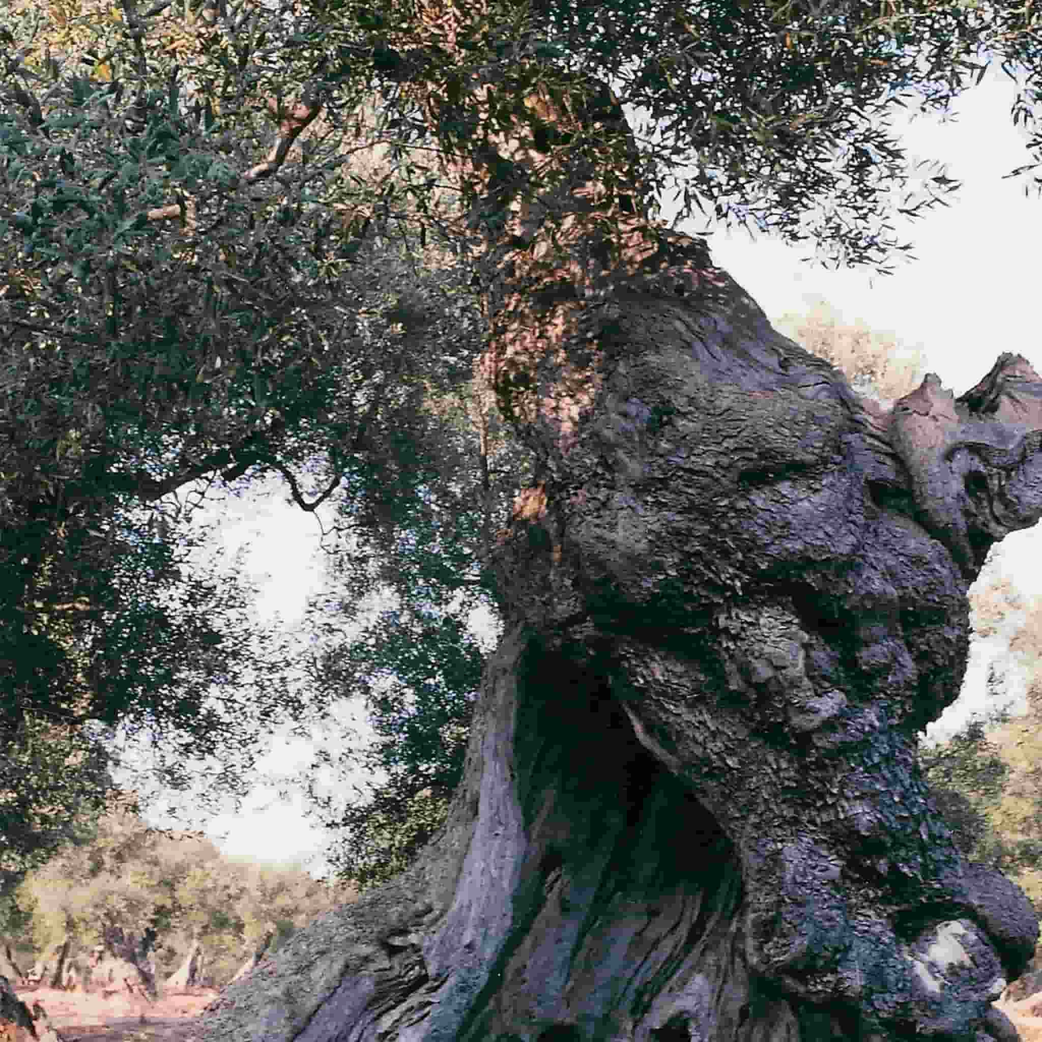 Galantino Puglian Olive Oil With Basil In Terracotta Bottle 250ml 4 Galantino Puglian Olive Oil With Basil In Terracotta Bottle 250ml - Image 4